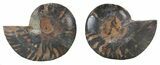 Split Black/Orange Ammonite Pair - Unusual Coloration #55558-1
